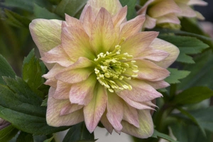 Helleborus 'Mother of the Bride' New 2025